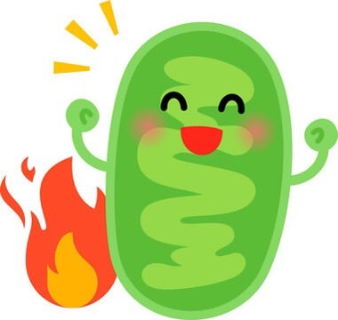 ミトコンドリア活性化